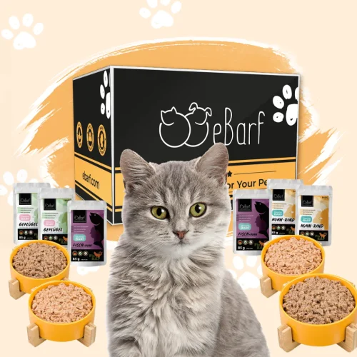 Forfait webinaire pour chats (cuit)