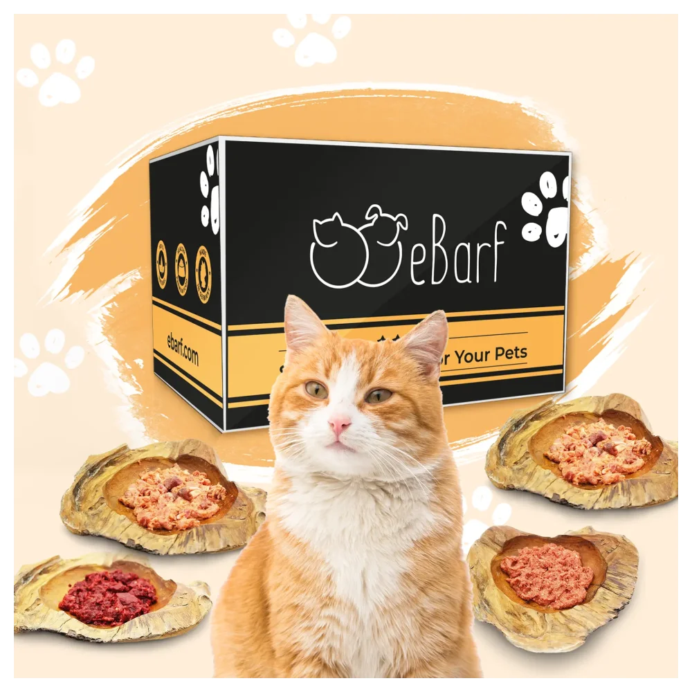 Forfait webinaire pour chats (cru)